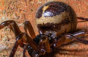 Keep Windows Shut to Stop the Spider from Entering Homes