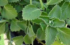 Just 1 oregano leaf a day and you won’t suffer from any more…