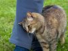 When a Cat Rubs Against You — What Should You Do?