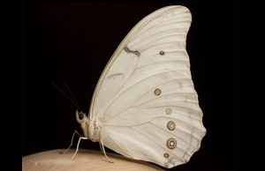 The Spiritual Meaning of White Butterflies in Your Home: Messages That Fly Silently