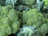 Doctors Reveals That Eating Green Broccoli Causes …