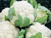 Doctors Reveals That Eating Cauliflower Causes …